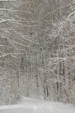 Ağaçları karla kaplı kış ormanı