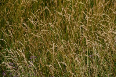 Rüzgardaki sarı ot