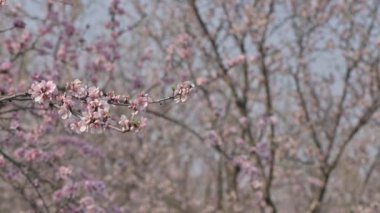 Moldova 'da bahar zamanı şiddetli rüzgarda yavaş çekimde açan badem ağacı pembe çiçekleri