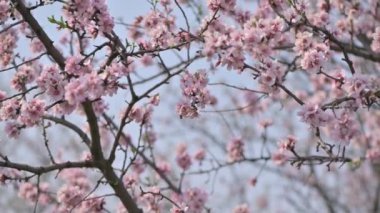 Moldova 'da bahar mevsiminde şiddetli rüzgârda çiçek açan badem ağacı pembe çiçeklerinin yavaş çekim görüntüleri