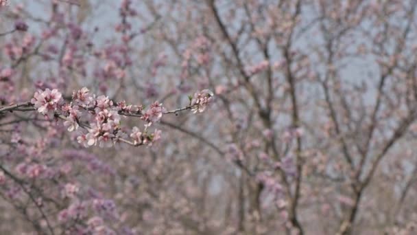Langzame beweging bloeiende amandelboom roze bloemen bij sterke wind tijdens de lente in Moldavië — Stockvideo