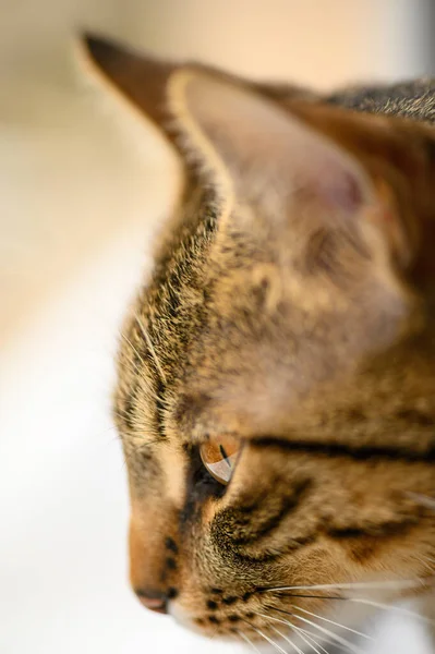 Jonge Europese stenografisch katten hoofd — Stockfoto