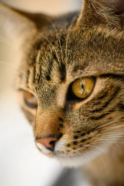 Jovens europeus cabeça de gatos shorthair — Fotografia de Stock