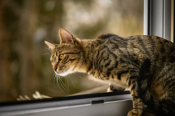 Portrait of young european shorthair cat — Stock Photo, Image