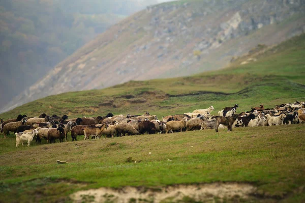 Paesaggio collinare con gregge di pecore al pascolo, Moldavia — Foto Stock