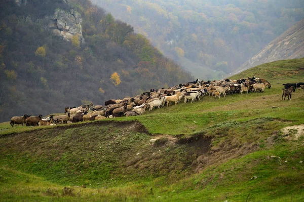 Paisaje de colinas con rebaño de ovejas pastando, Moldavia —  Fotos de Stock