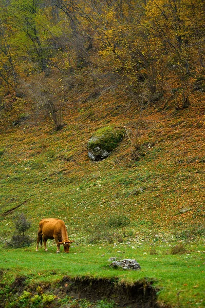 Herbstlandschaft, rote Kuh grast im Wald — Stockfoto