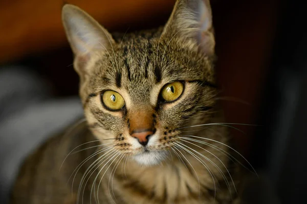 Joven europeo shorthair gatos cara —  Fotos de Stock