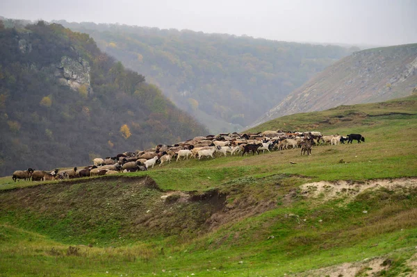 Hügellandschaft mit grasenden Schafherden, Moldawien — Stockfoto