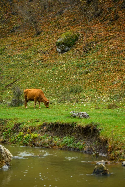 Осенний пейзаж, выпас красной коровы в лесу — стоковое фото