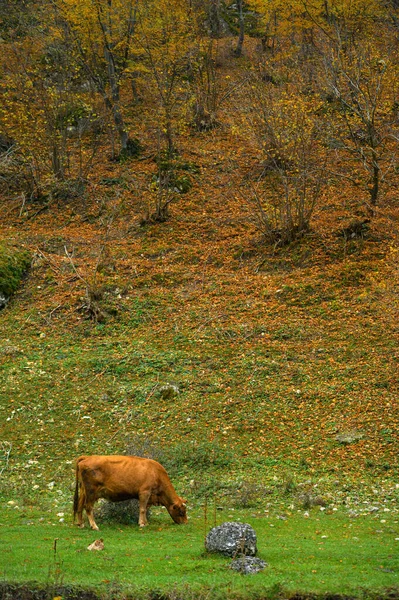 Осенний пейзаж, выпас красной коровы в лесу — стоковое фото