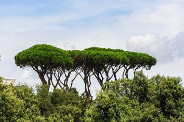 Tipik çam ağaçlarıyla Roma park manzarası