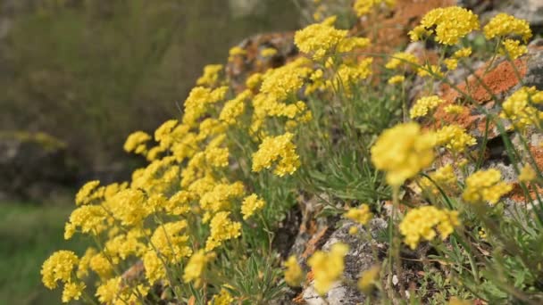 Colina de pedra com flores de flor de ouro Aurinia Saxatilis — Vídeo de Stock