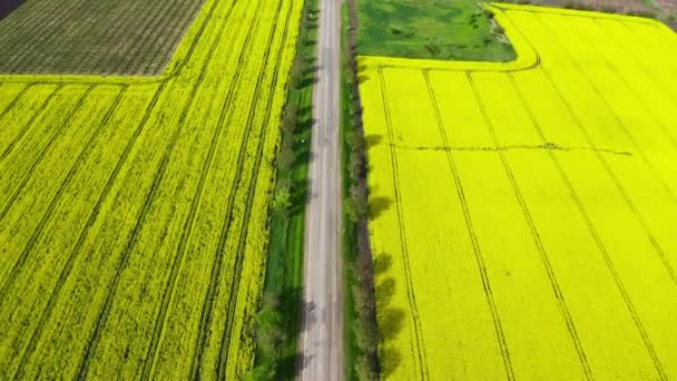 Vista aérea de campos de colza oleaginosa de floración amarilla — Vídeos de Stock