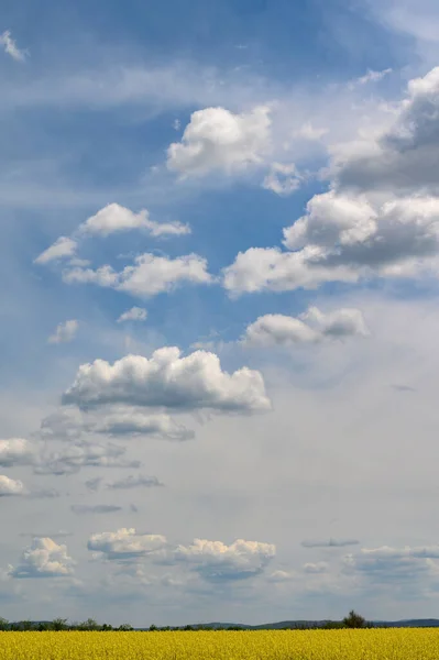 Wolken am blauen Himmel über landwirtschaftlichem Rapsfeld — Stockfoto