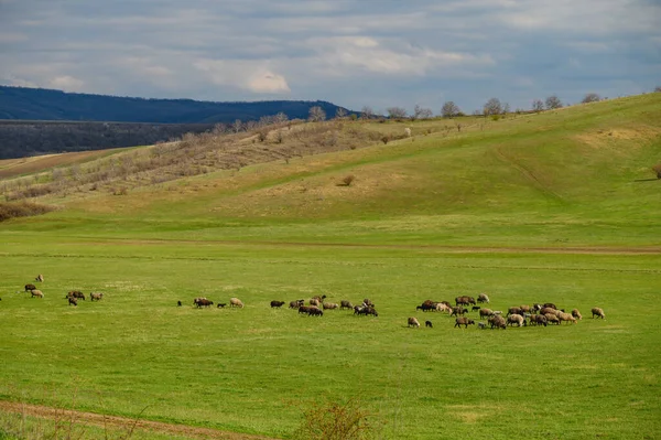 Rebanho de ovelhas em um prado entre colinas verdes — Fotografia de Stock