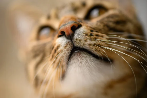 Jovens europeus cabeça de gatos de curta distância, foco seletivo no olho esquerdo — Fotografia de Stock