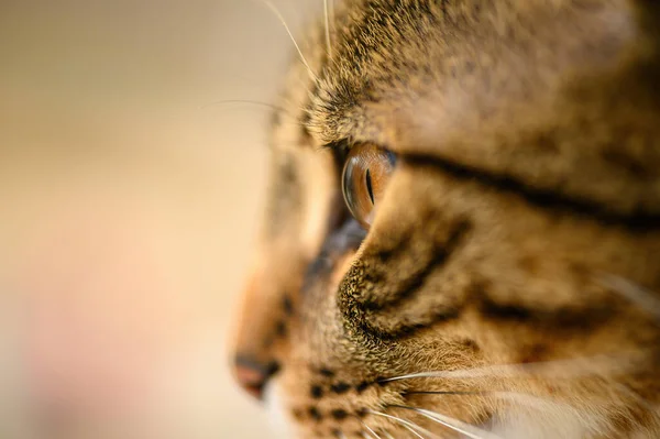Jovens europeus cabeça de gatos de curta distância, foco seletivo no olho esquerdo — Fotografia de Stock