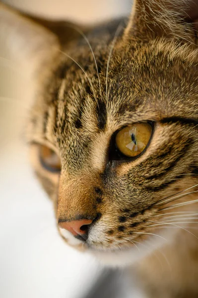 Young european shorthair cats head — Stock Photo, Image