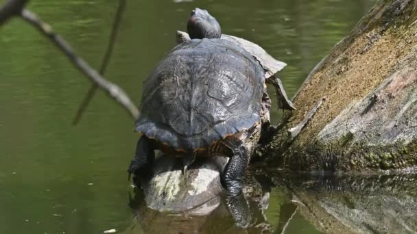 Controles deslizantes de lagoa AKA Red Eared Terrapin Turtles - Trachemys scripta elegans — Vídeo de Stock