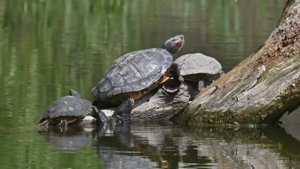 Controles deslizantes de lagoa AKA Red Eared Terrapin Turtles - Trachemys scripta elegans — Vídeo de Stock