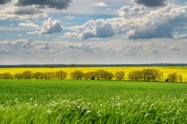 Tarım alanlarının üstündeki mavi gökyüzünde bulutlar