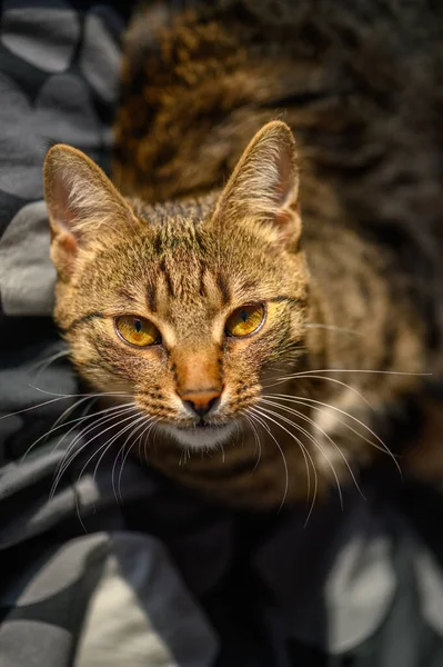 Retrato de gato de taquigrafía europeo joven —  Fotos de Stock