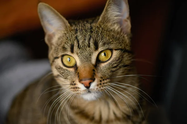 Portrét mladé evropské kočky krátkosrsté — Stock fotografie