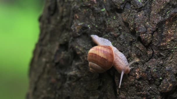 Caracol de uva grande lentamente se arrastra hasta el árbol — Vídeos de Stock