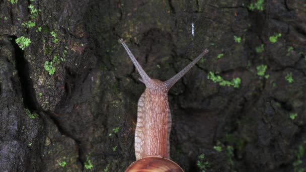 Caracol de uva grande lentamente se arrastra hasta el árbol — Vídeo de stock