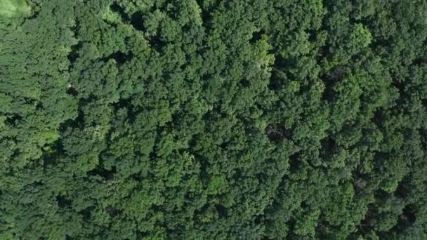 Yeşil ormanın havadan görünüşü — Stok video