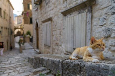 Karadağ 'ın eski Kotor kentinde kaldırımda oturan bir kedi