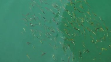 Küçük sürüye bakarken vuruldum.