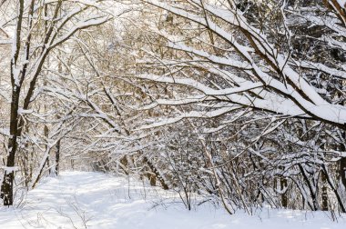 Karlı kış ormanı
