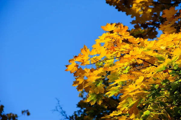Sarı akçaağaç yaprakları — Stok fotoğraf
