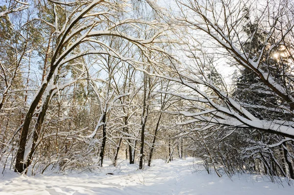 눈덮인 겨울 숲 — 스톡 사진