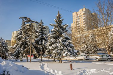 Karla kaplı göknar ağaçları City