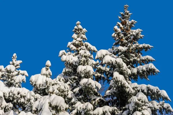 Abetos cobertos de neve — Fotografia de Stock