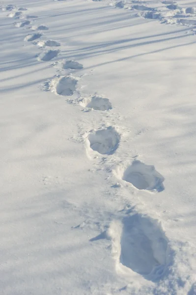 Дорожки на снегу — стоковое фото