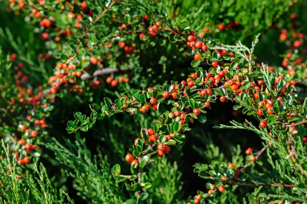 Cotoneaster Bush — Stock Photo, Image