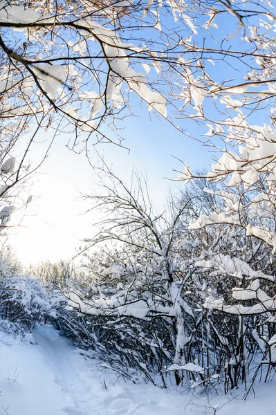 多雪的冬季森林 — 图库照片