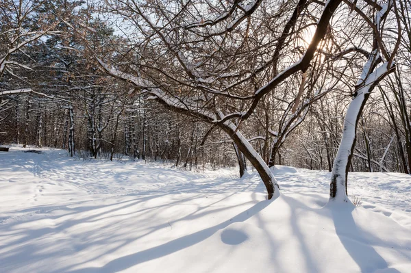 Foresta invernale innevata — Foto Stock