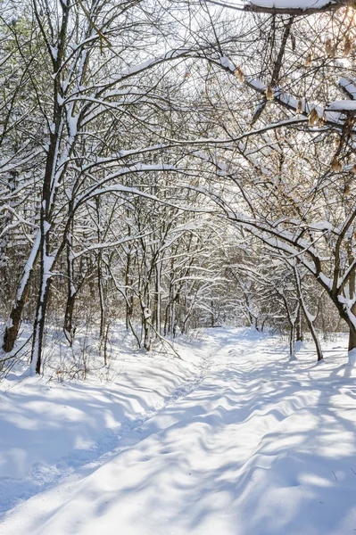 Verschneiter Winterwald — Stockfoto