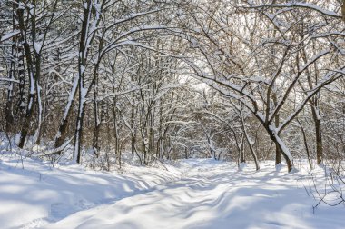 Karlı kış ormanı