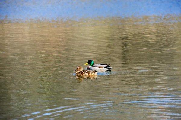 Dois patos na água — Fotografia de Stock