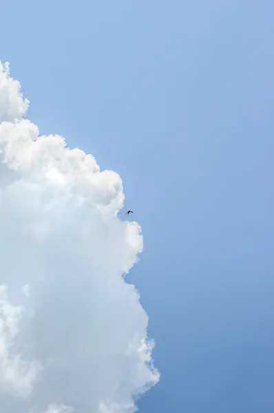 깊고 푸른 하늘에 작은 삼키기 — 스톡 사진