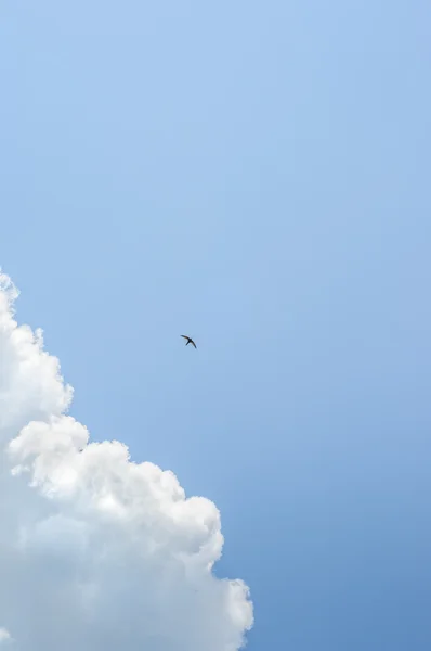 Μικρό χελιδόνι στο βαθύ μπλε του ουρανού — Φωτογραφία Αρχείου
