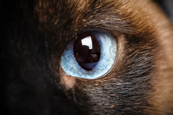 One siamese cat eye macro closeup — Stock Photo, Image