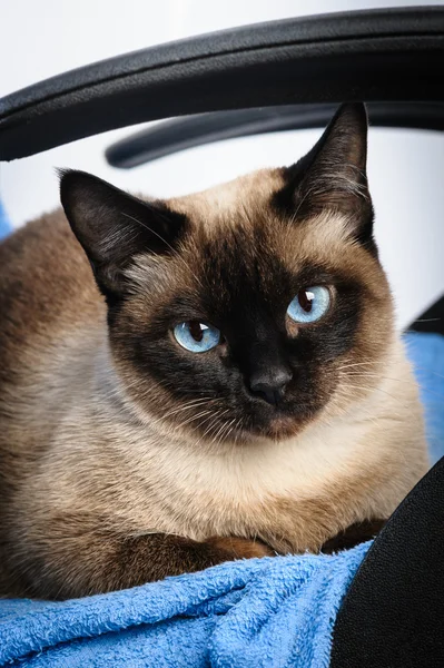 Siamese cat face macro closeup — Stock Photo, Image