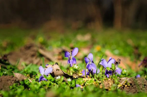 Spring ground violets flowers — Stock Photo, Image